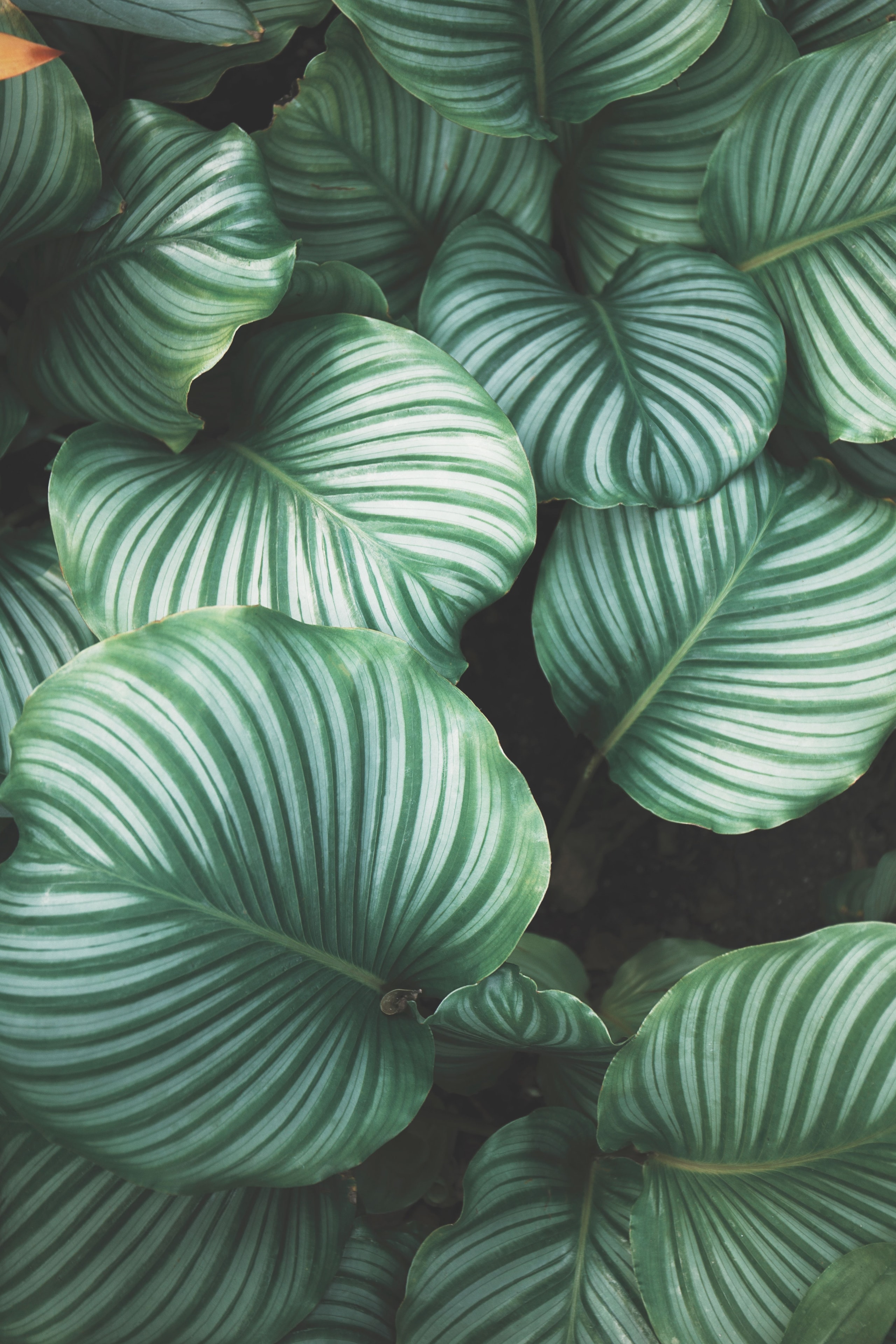 Striped green calathea leaves